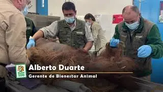 Control sano a Sandai - BUIN ZOO TE ACOMPAÑA EN CASA