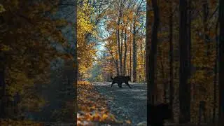Golden leaves, quiet paths, and a curious cat crossing through autumn&rsquo;s beauty 🍂🐾🍁