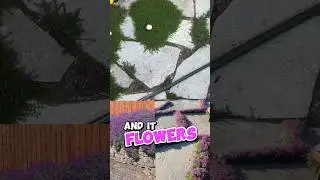 Какое вечнозеленое почвопокровное растение лучше всего?