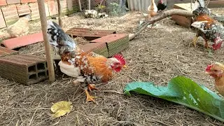 A chuva finalmente deu uma trégua 🐓🐣