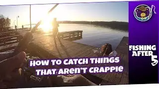 Looking for Crappie and Finding Everything Else! - Fishing After 5