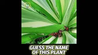 Guess the name of this plant