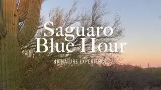 Saguaro National Park at Blue Hour in 4K | Nature Relaxation Experience