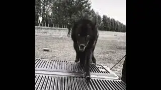 Black canadian wolf | MOOD COLOR | FUNNY ANIMAL | Tik Tok | Shorts