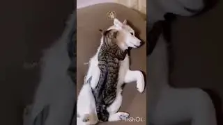 #Cat #CuteCat #FunnyCat #Kitten #CatLover #PetVideo #CatLife #CatLoversClub #Meow #C