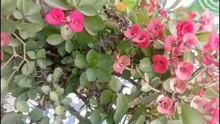 Small garden flowers plant 🌵 ☘️