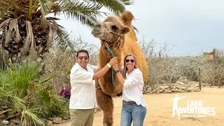 Explore Cabo Adventures: Camel Riding Tour with Gaby and Jesús