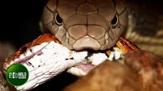 Top 50 Ruthless Snakes Attack Ever Caught on Camera | Animal Fights
