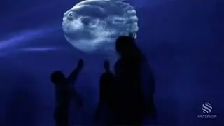 Interactive Digital Wall Projection: Virtual Gulf Stream Aquarium