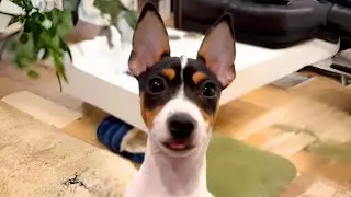 Toy Fox Terrier 😍 Irresistible Puppy Eyes!