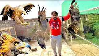Eagle Ko Finally Pakar Liya 😨 || easy eagle trap Using net 😍 || how to catch eagle