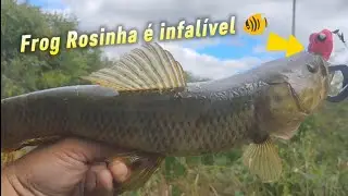 😎beira de pista + Flip Cast + Tra&iacute;ra enorme no Frog Matadeira 🎣😎🐠