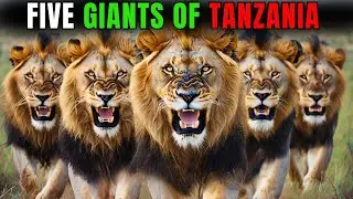 The Legendary Coalition of 5 Giant Lions of Tanzania: They Were Relentless.