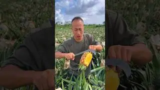 🍍#fresh #growfarming #agriculture #freshfruits #smartfarming #farmlife #rogator #rural #fruitfarming