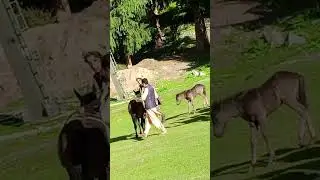 Naltar Valley Gilgit | Beautiful place |
