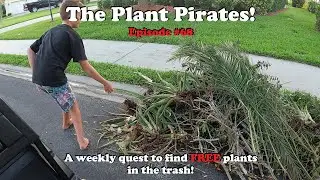 Finding FREE Plants in the trash! The Plant Pirates Episode #68