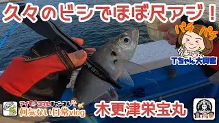 アジ大漁♪久々のビシでほぼ尺アジが釣れてTちゃん大興奮！【千葉内房・木更津栄宝丸LTアジ船釣行vlog】