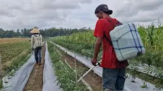 CREATIVE FERTILIZER TOOL THAT MAKES CURLY CHILI FARMING SO MUCH EASIER! - Agriculture Farming