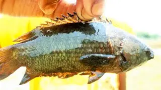 BIG MONSTER||HOOK FISH CATCHING AMEZING TRICK||WITH BEUTIFUL VILLAGE BOY||VILLAGE BOY BIG FISH #fish