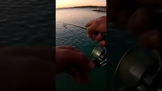 Dev Sarı Turna 🎣🎣🎣 #fishing #balıkavı #lrf #shorts #youtube #youtubeshorts