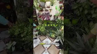 Develop Garden with Zero Budget Gardening Hacks  #shorts #zerobudget #gardeningtips