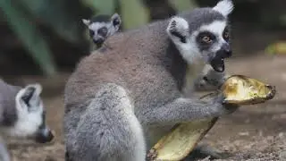 A Ring-tailed Lemur Newborn at Bali Zoo