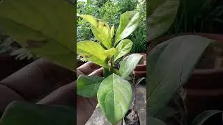 FREE PLANT
