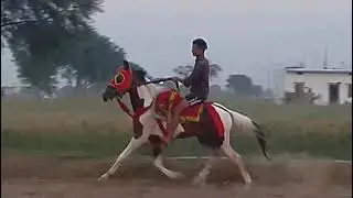 सिंधी घोड़े की बहुत ही खूबसूरत चाल का चलाया#horse #horsetrack #horseriding
