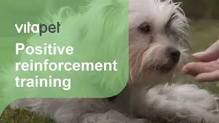 Positive Reinforcement Dog Training - Successful Dog Training Tips