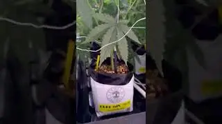GroEzy Prefills 1 gallon 7030 coco perlite in action