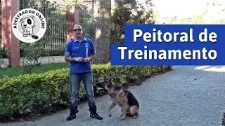 Como colocar o peitoral anti-puxão - Adestramento para passeios.