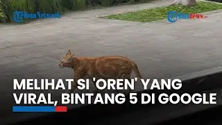 Melihat si 'Oren' yang Viral, Kini Bintang 5 di Google