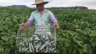 AMAZING Net Fishing Net Fishing at River in Siem Reap Province Cambodia Traditional Fishin -2017