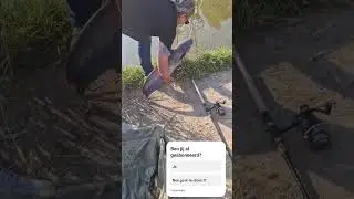 #fishing  #sturgeonfishing  #sturgeon #vissen #catfish  #steur #steurvissen #tomscreek #meerval