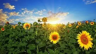 Flowering Sunflowers On A Background Sunset. Stock Footage