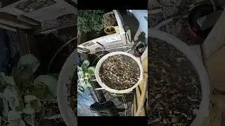 Automation Makes Feeding Birds Feel Like Tax Season - 14 October 2025 #homelab #garden #shorts