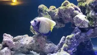 125 gallon saltwater aquarium