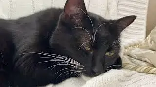 Киця муркоче