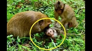 Million Drop Tear When Saw Baby Timo Attack By Danna - Timo Scream Loudly Call For Mom Help