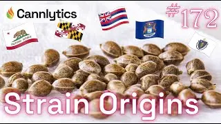 Strain Origins | Cannabis Data Science #172
