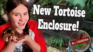 Upgraded Red-Footed Tortoise Enclosure #allcanadianreptilegirl #redfoottortoise