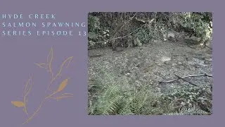 Salmon Spawning Episode 13, The creek is high from rain #salmon #wildlife #britishcolumbia #nature
