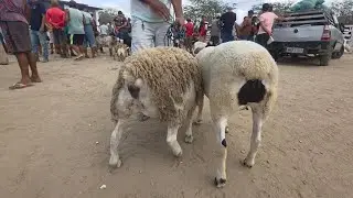FEIRA DE ANIMAIS DE S.C.C-PE 02/02/2026