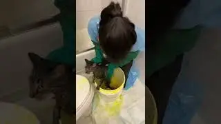 Ringworm Treatment for Foster Cat