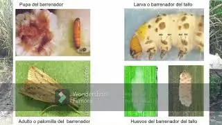 Control Biológico de Mosca Pinta y Barrenador en Caña de Azúcar