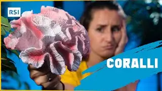 Cosa sono i coralli?  | Ambiente | RSI EDU