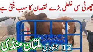 Today Multan Cow Mandi Fresh Latest Update | Cholistani Ablak Sahiwal Bachre & Cows | Cow Mandi 2025