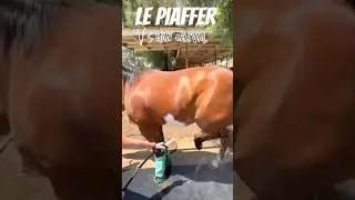 Le piaffer&hellip; 😂 #challenge #equitation #equestrian #cheval