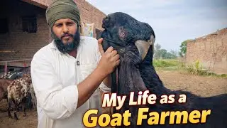  ਬੱਕਰੀਆਂ ਆਲੇ ਕਿੱਤੇ ਚ ਬਹੁਤ ਠੱਗੀ ਚੱਲਦੀ । ਰਾਜਵੀਰ ਮੱਟਦਾਦੂ ਨਾਲ ਖਾਸ ਗੱਲਬਾਤ 