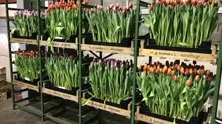 Haakman Tulip Trade Event  2020 tulipshow tulips bulbs TTE HR